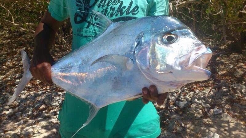 Guadeloupe Pêche Passion Carangue INOX.... Magnifique!!! belles photos