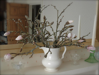 A mantlepiece arrangement of forced magnolia flowers in a cream coloured jug showing the closed buds and some buds coming into flower