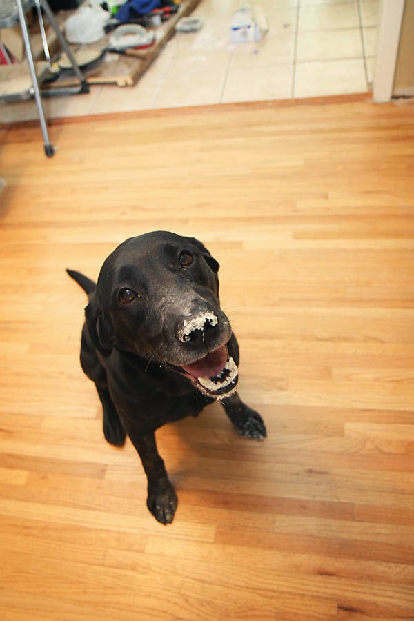 Me Arrepiento De Haber Adoptado Un Perro