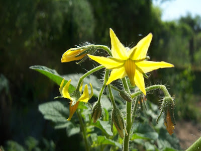 Caracteristicas flores amarillas de tomate 