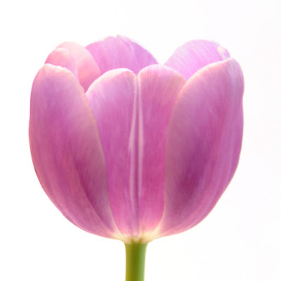 Purple Lord Tulip