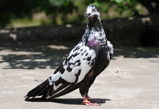 guvercin oyun kuslari