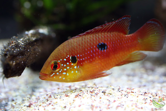 Hemichromis lifalili(sp.moanda)