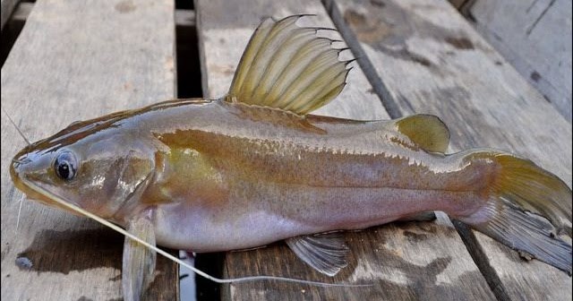 Gambar Ikan Baung Laut dan Air Tawar Ukuran Besar dan Kecil Terbaru