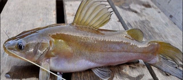 Gambar Ikan Baung Laut dan Air Tawar Ukuran Besar dan Kecil