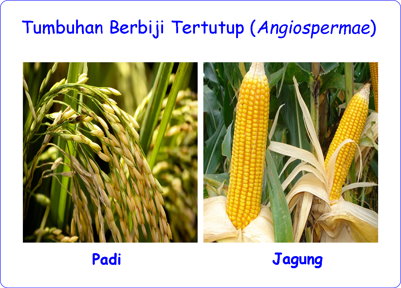 Perbedaan Tumbuhan Berbiji Terbuka dan Tumbuhan Berbiji Tertutup