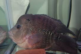 Flowerhorn Tips April 2017