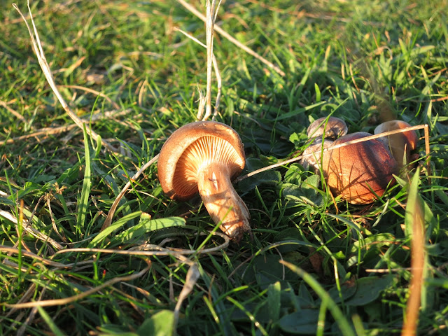 Small brown toadstools in grass. One fallen over.