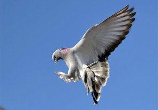 Guvercin Oyun Kuslari