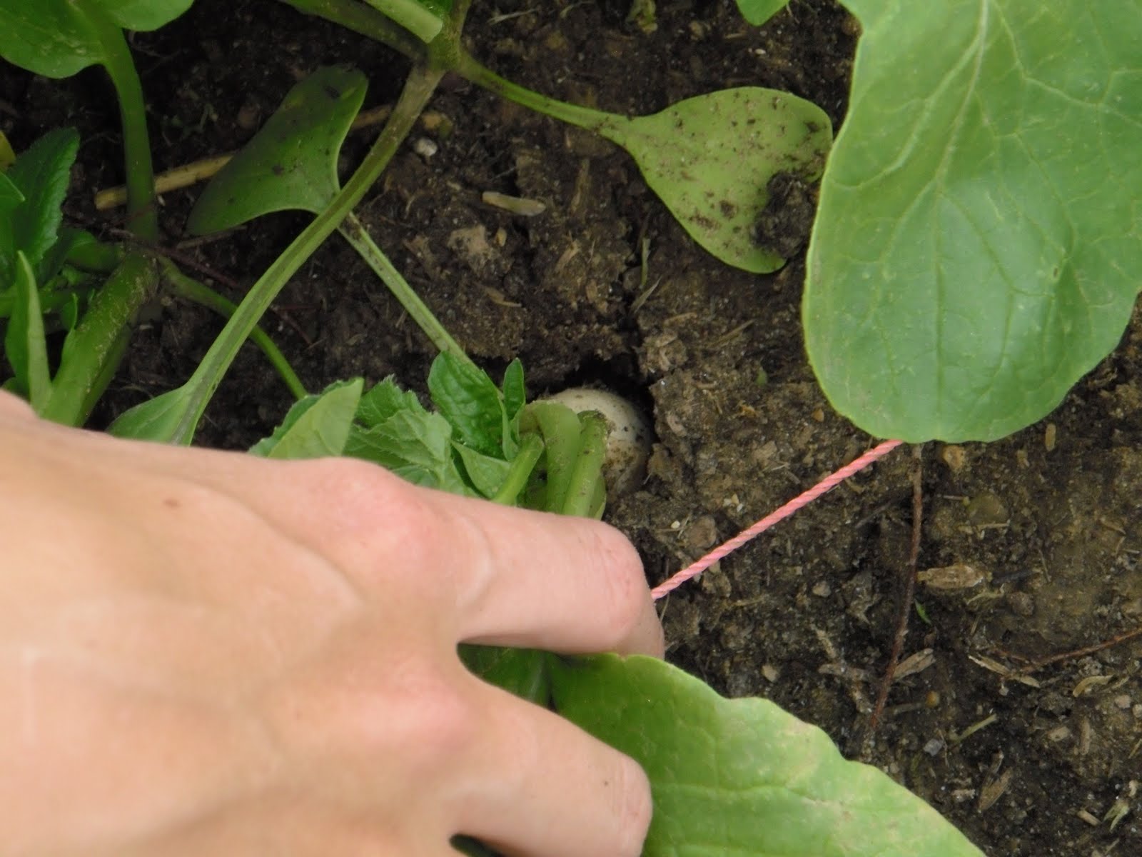 Alli's Adventure Icicle Radishes!! The Harvest