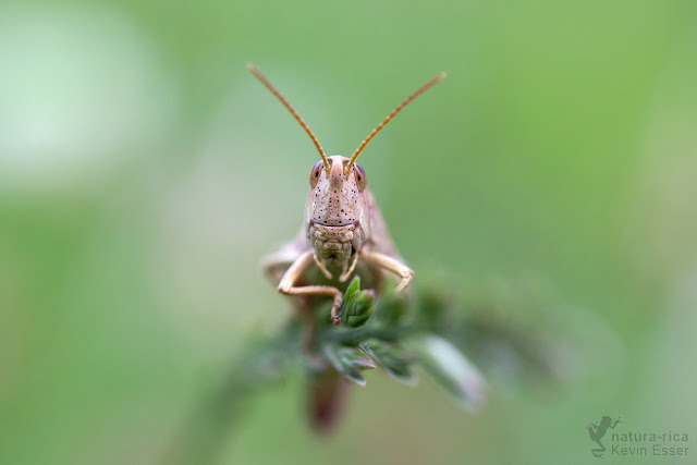 Large gold grasshopper - Chrysochraon dispar