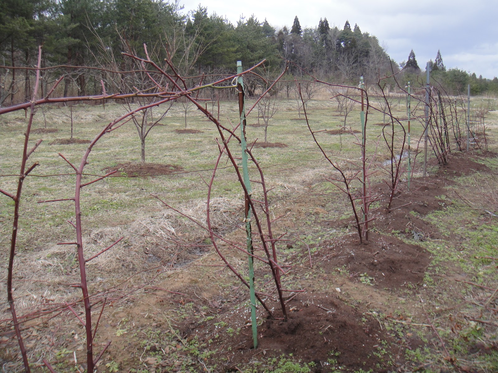 越麻呂日記 ブラックベリーの剪定