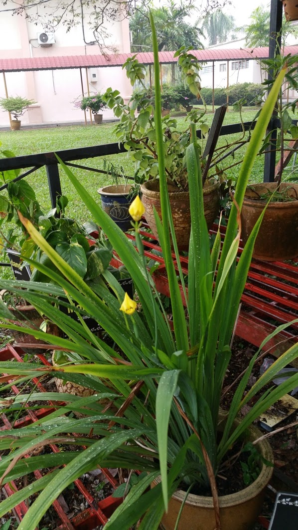 Xing Fu MISCARRIAGE INDUCING PLANT???