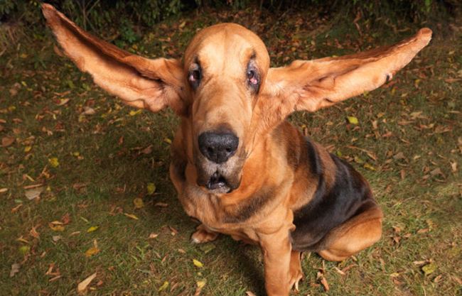 chien qui a les plus longues oreilles du monde