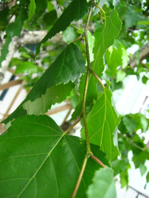 confeito日記: シラカバ(白樺） [カバノキ科カバノキ属の落葉高木で(Betula platyphylla var. japonica ...