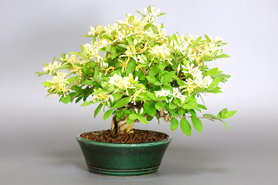 ヒョウタンボクF（瓢箪木 盆栽）Lonicera morrowii bonsai