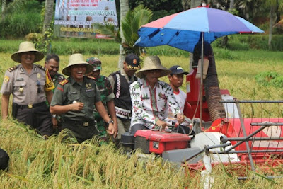 Wakil Bupati Pamekasan Panen Padi Bersama