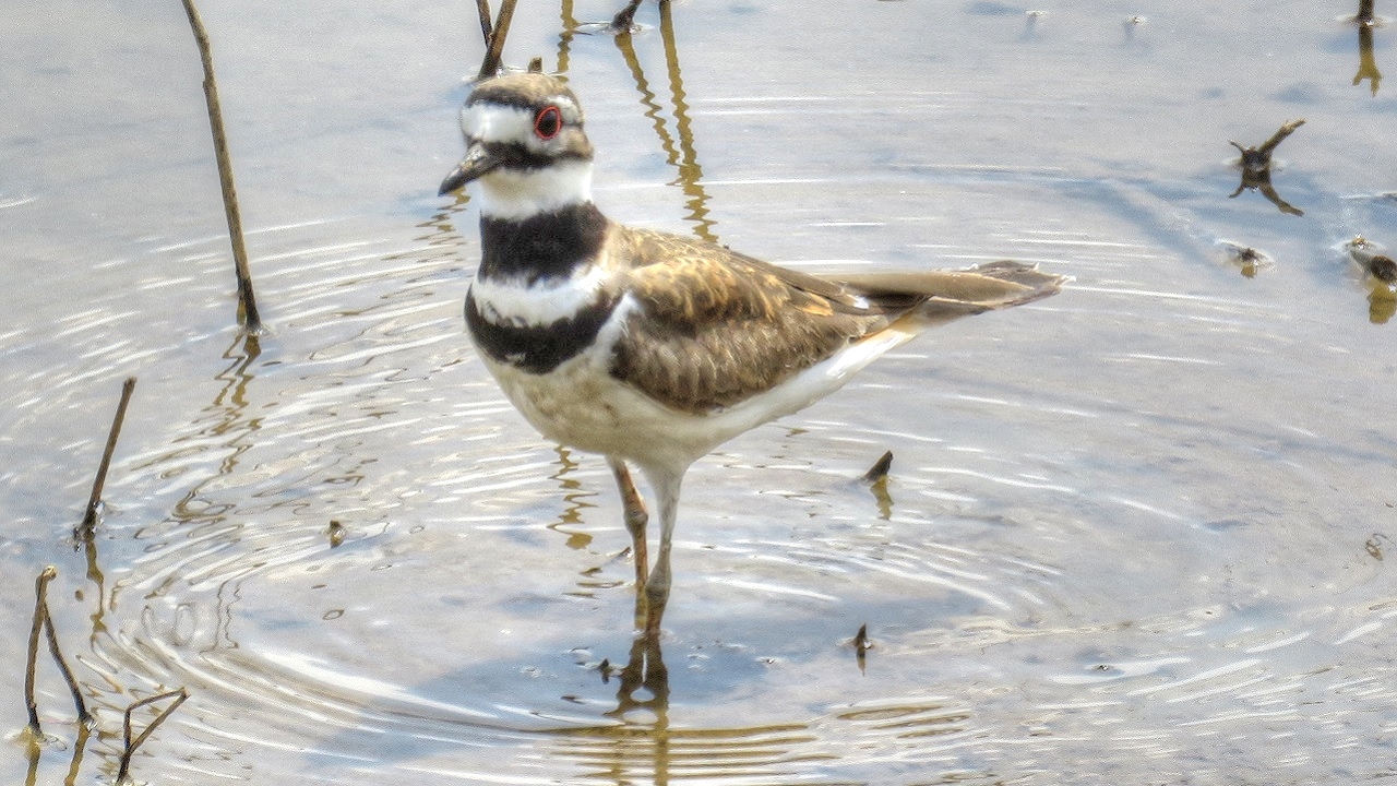 Backyard Birding....and Nature Killdeer Feeding In Wetlands