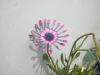 オステオスペルマム