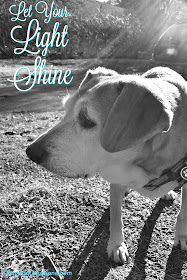senior hound mix dog let your light shine