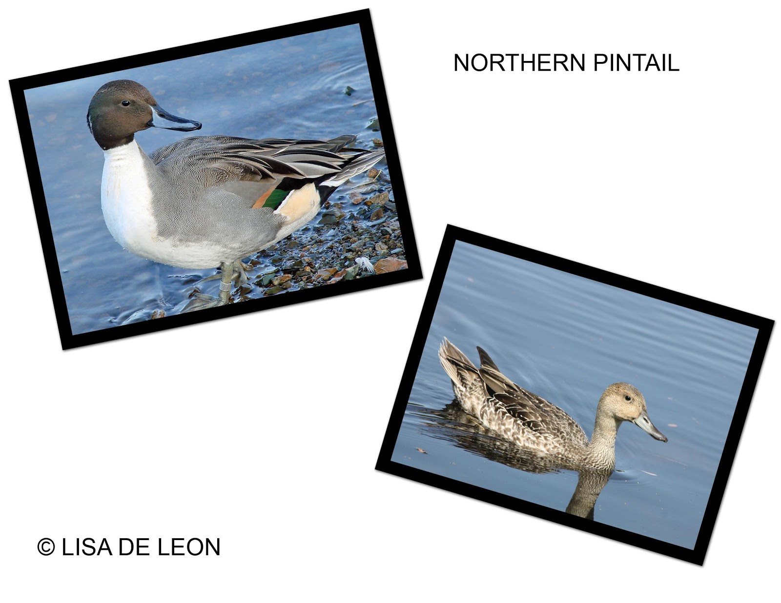 Birding with Lisa de Leon Ducks of Newfoundland