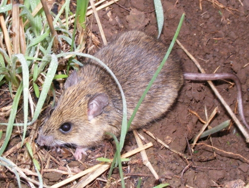 lassa fever benin edo state
