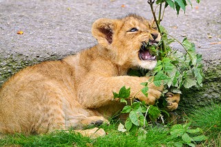 Playful lion cub 