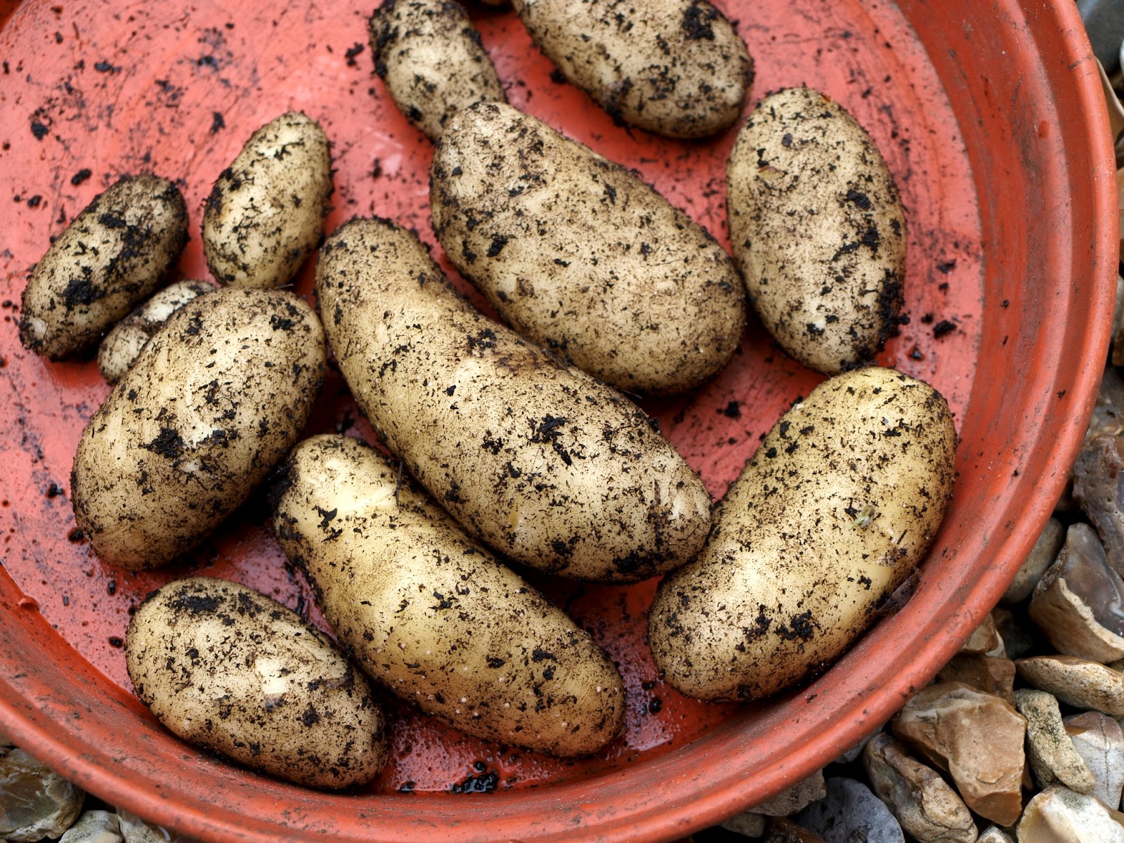 Mark�s Veg Plot New potatoes with Gammon and Red Cabbage