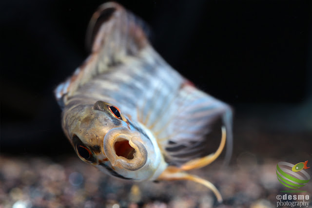 Apistogramma sp. manacacias (A. cf. hoignei)