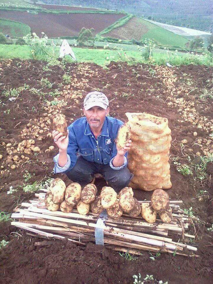 Harga Jual Bibit Kentang Granola L G0,G1,G2 tahun 2019 BANDUNG