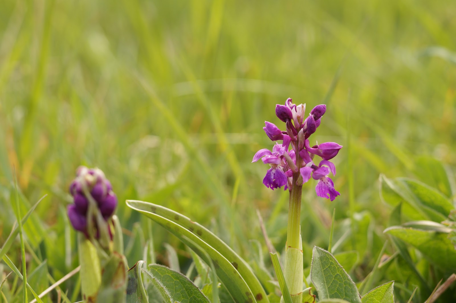 Wildflowers in the woods Sophie in the Sticks