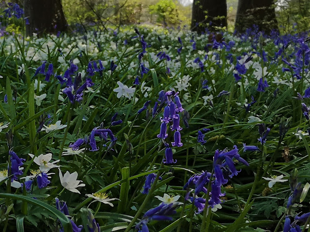 Bluebells and wood anemones
