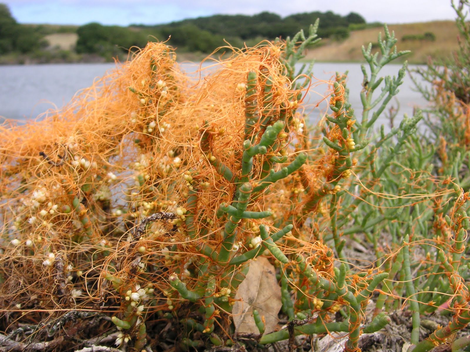 Nature ID dodder and pickleweed 07/22/11 Elkhorn Slough