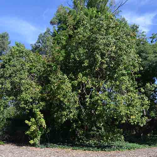 Zapote blanco (Casimiroa edulis) Frutas del mundo