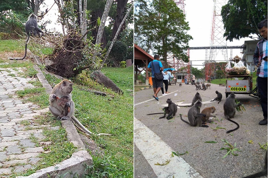 Bukit Melawati, Kuala Selangor banyak monyet