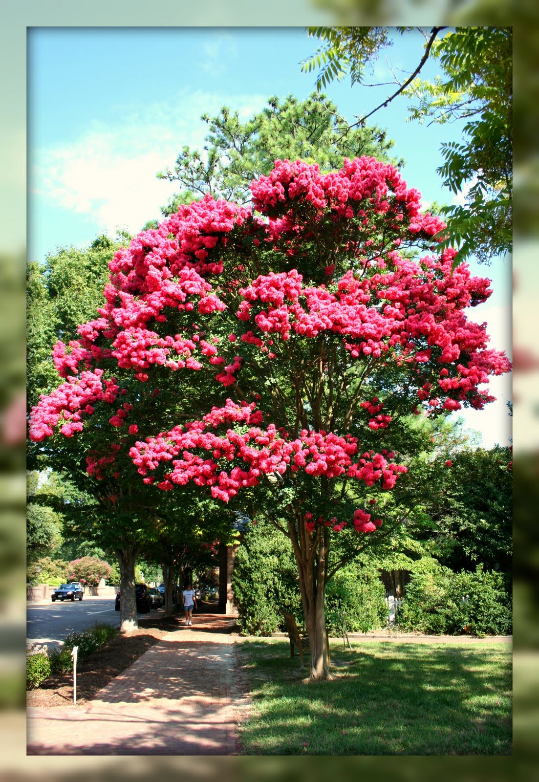 Living In Williamsburg, Virginia: Crepe Myrtle Trees In Bloom
