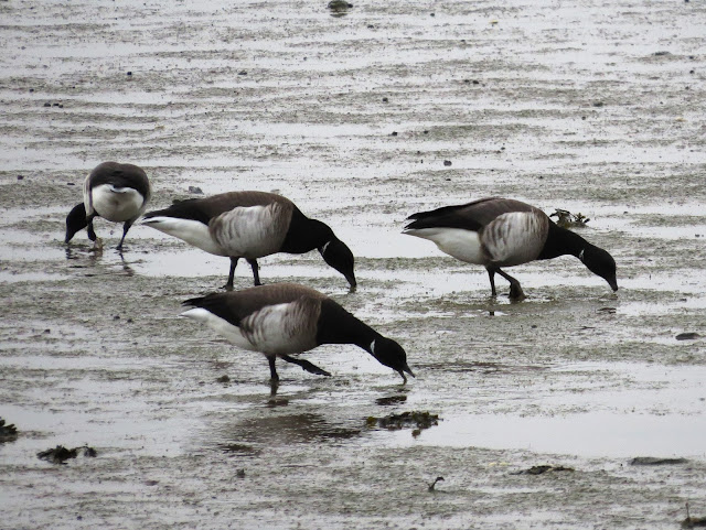 Brent Geese - Inland Sea, Anglesey