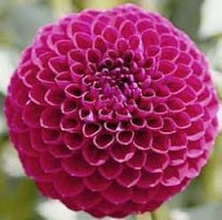 Ball Type Dahlia Ball Type Dahlia
