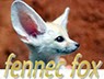 http://fennec-fox.photo-joy.com/