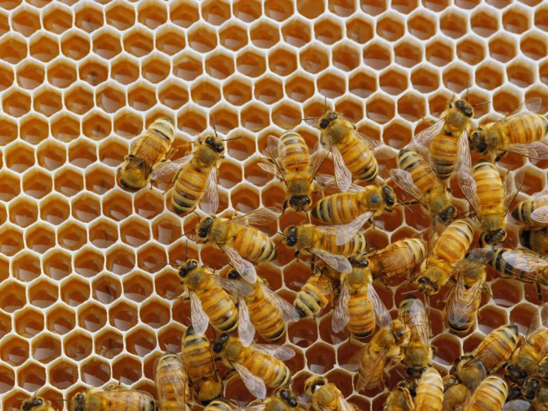 MYRIARQUI ESTRUCTURAS BIOLÓGICAS