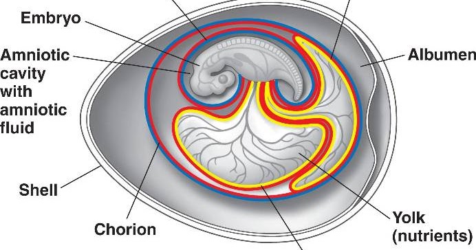Tahapan Perkembangan Embrio  Pada Manusia Secara Berurutan 