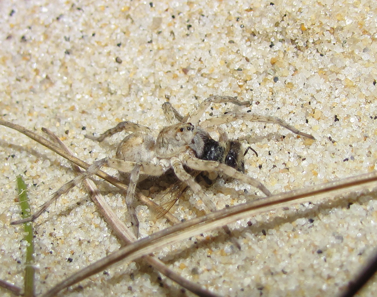 Spiders of the United States & Canada