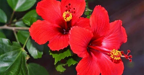 Inspirasi Paling Baru 46+ Gambar Bunga Kembang Sepatu Adalah