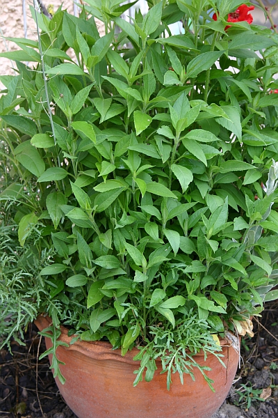 Gartentipps Topinambur im Kübel