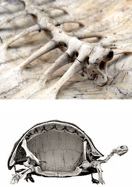 Turtle Shell Probe hybridbiostructures: Turtle Shell