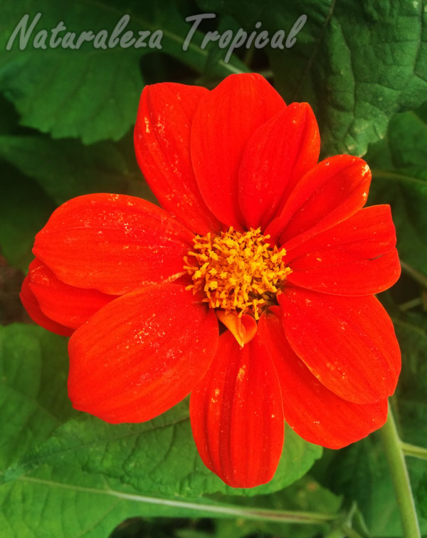 Flor característica del Girasol Mexicano, Tithonia rotundifolia