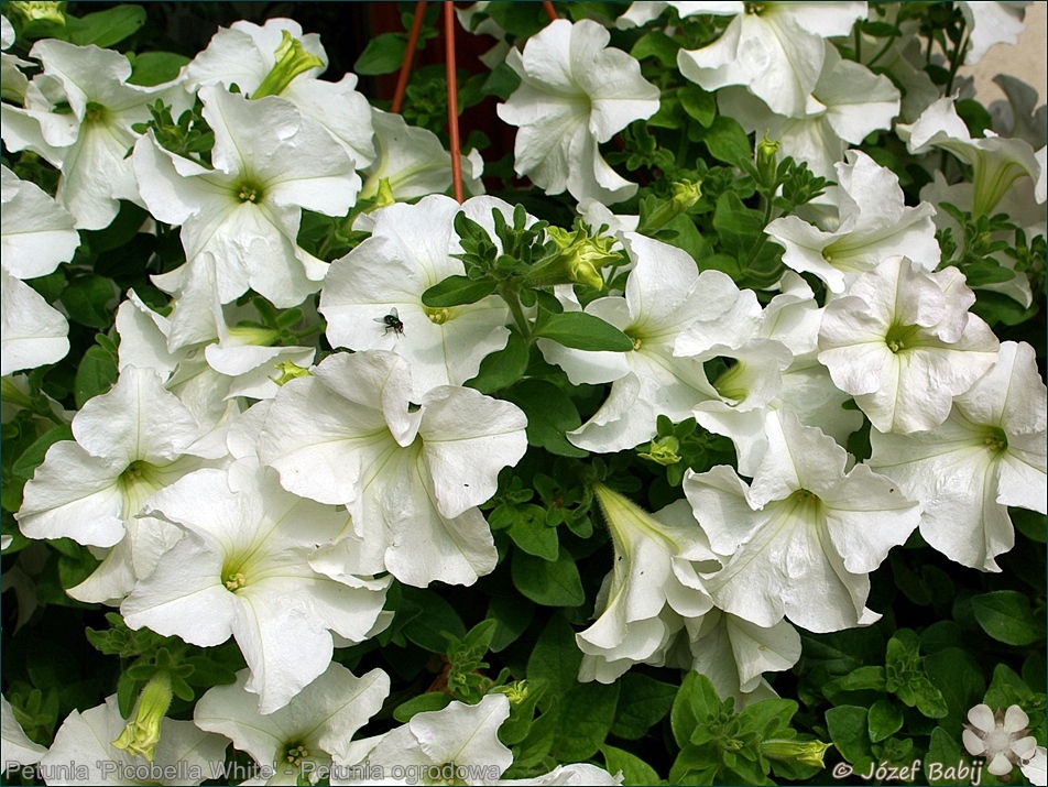 Petunia 'Picobella White' - Petunia ogrodowa 'Picobella White' 