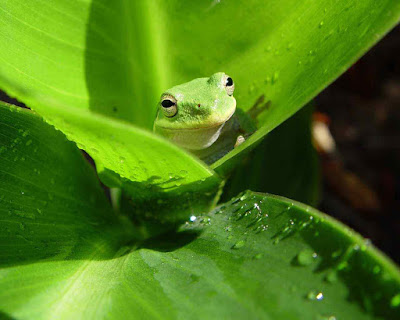 beautiful frog background hd for computer