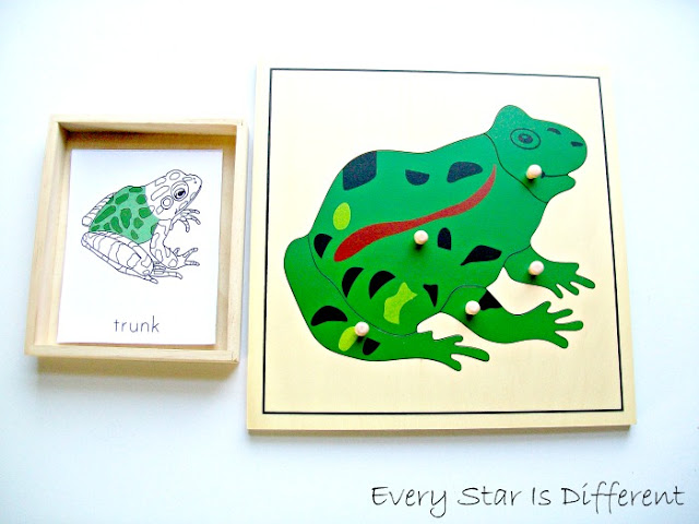 Parts of a Frog Puzzle