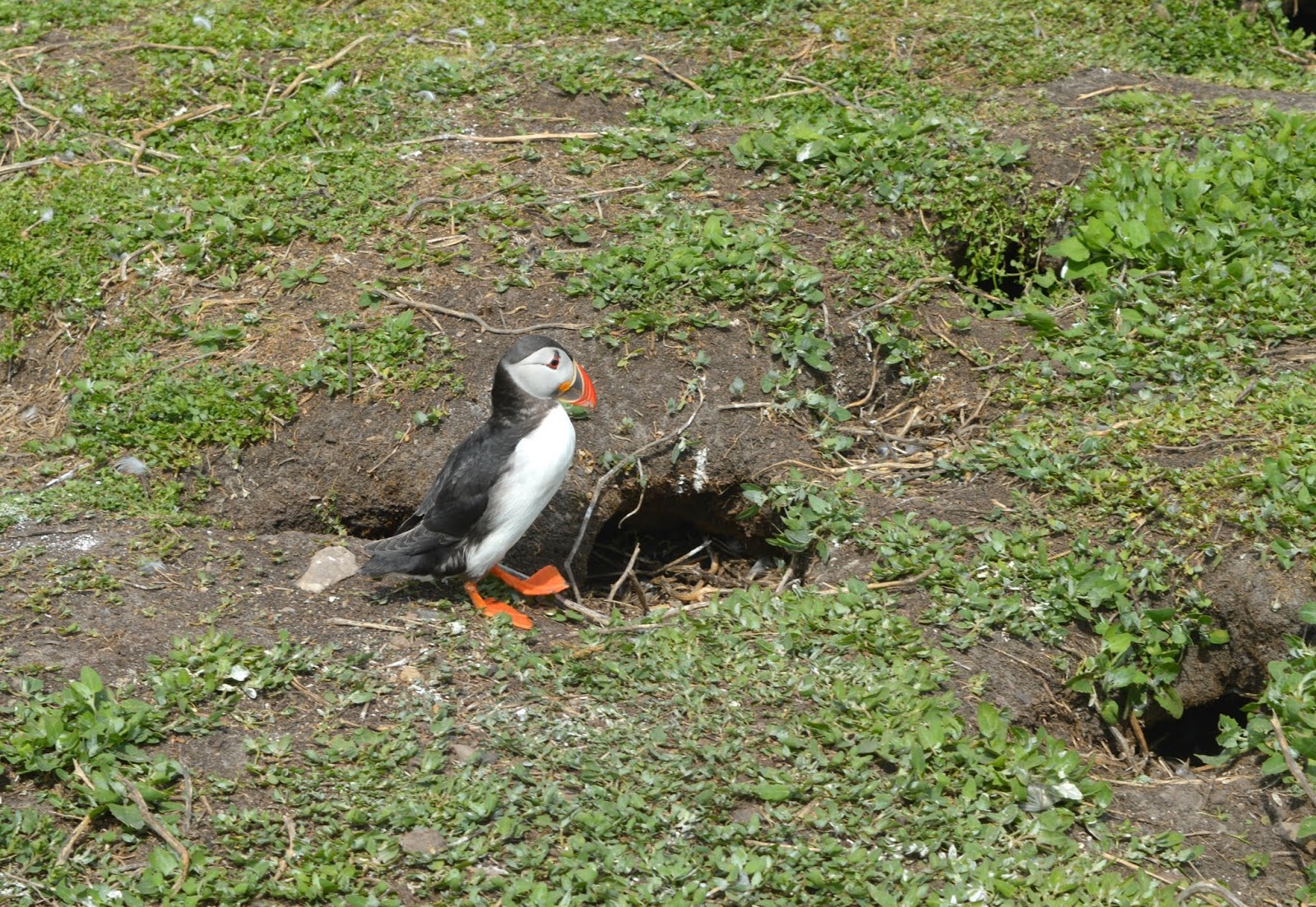 Puffin Spotting on the Farne Islands with Serenity Boat Tours 